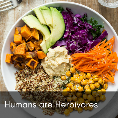 Humans Are Herbivores