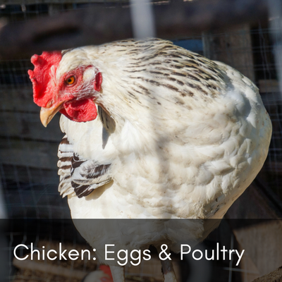 Chickens - Eggs and Poultry